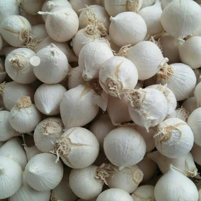 

bawang putih tunggal/lanang