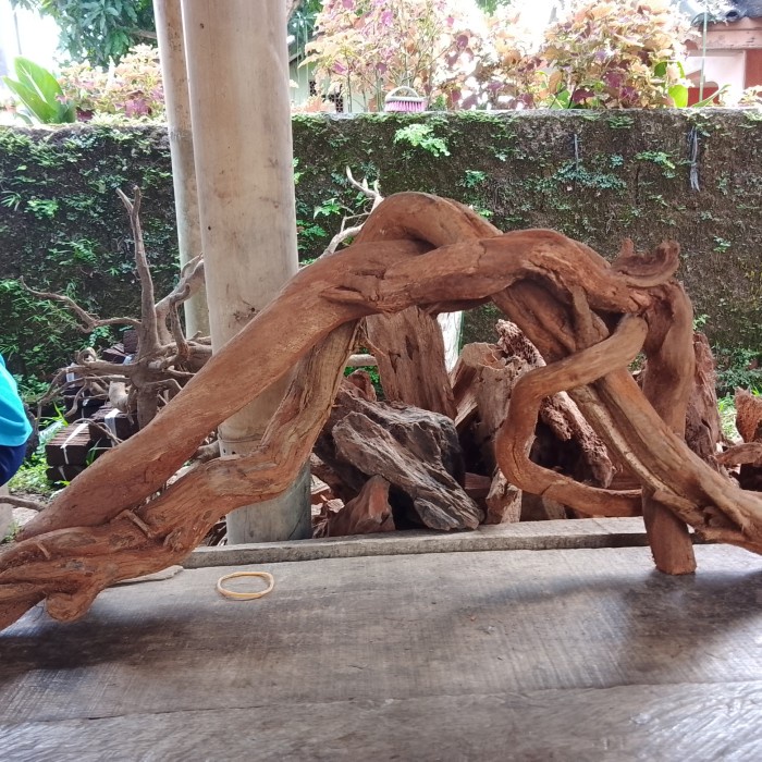 kayu santigi gunung aquascape