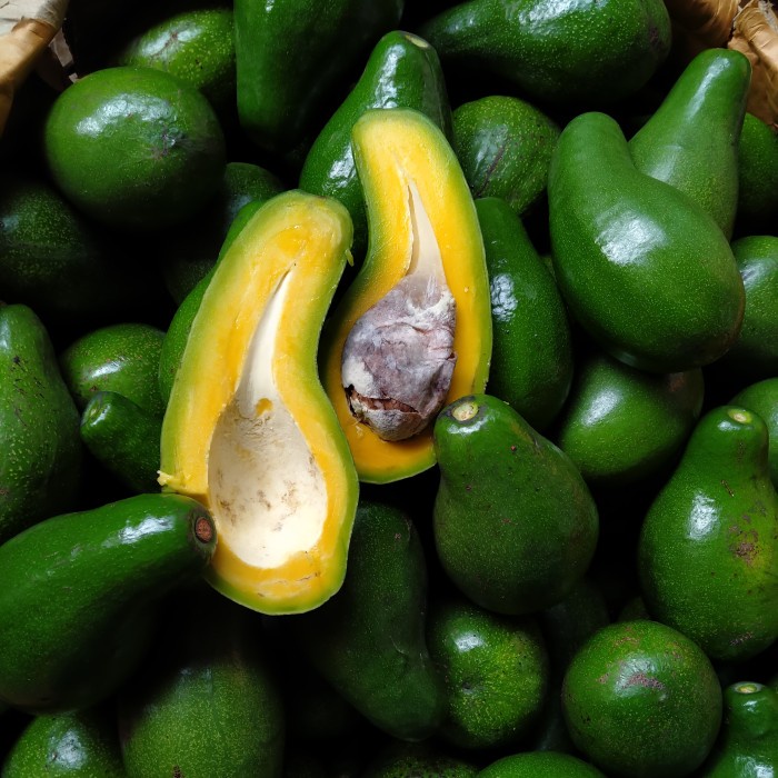 

Alpukat Mentega Jumbo Begaransi Avocadoid