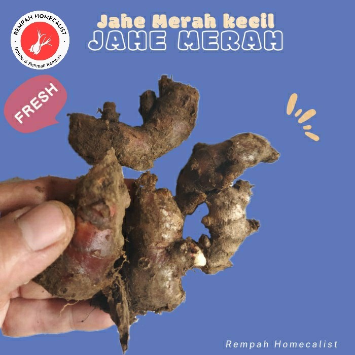 

Jahe Merah Kecil segar 1kg Rempah Minuman Tradisional