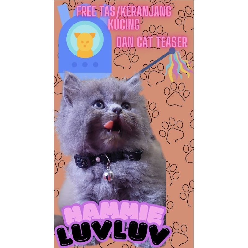 Ready Anak Kucing Persia Medium Flat Peaknose Himalaya Tabby Sealpoint Ready