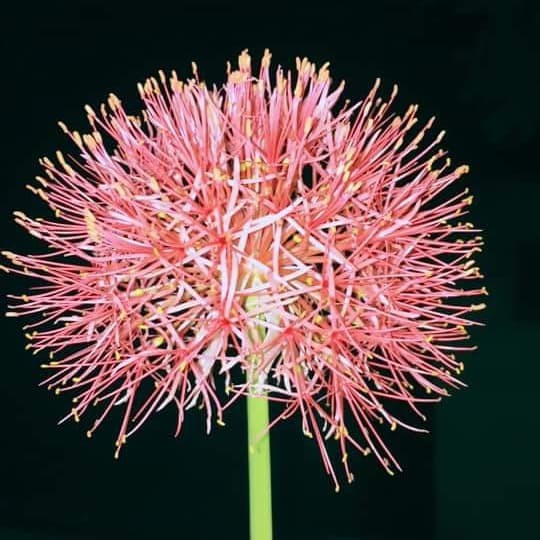 Bibit Tanaman Hias Bunga Blood Lily/Bunga Desember/Kembang Api Merah