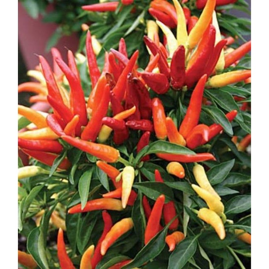 Pohon cabe tanaman cabe hidup berbuah tanaman hias cabe