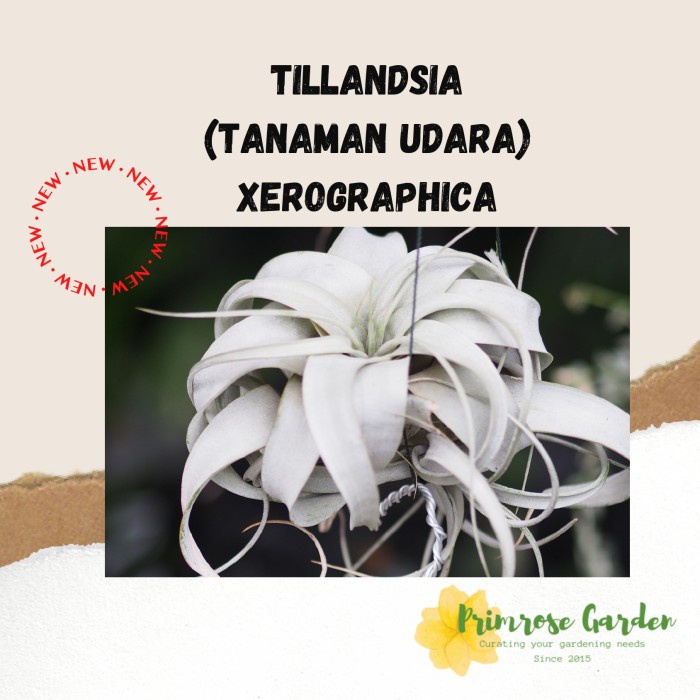 Xerographica (tillandsia)