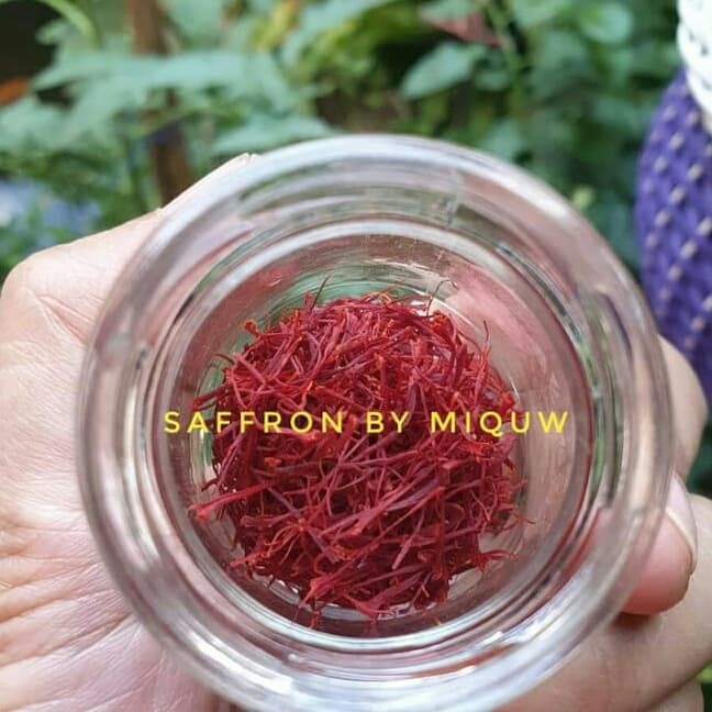 

safron asli kashmir saffron putik bunga safron
