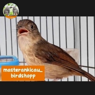 burung Flamboyan jantan tulen rawatan mewah