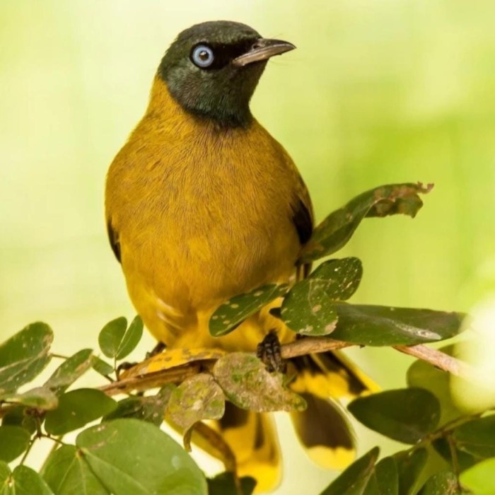 burung kutilang sutra pilihan
