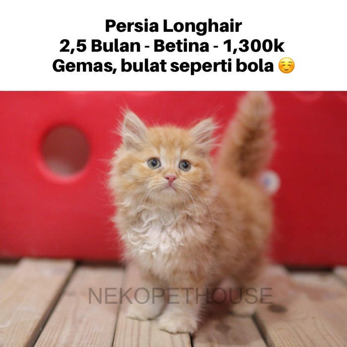 Persia Longhair Kitten Anak Kucing Oren Lucu