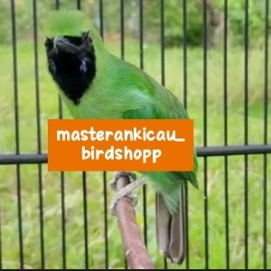burung cucak ijo mini gacor dorr jantan tulen dewasa mewah