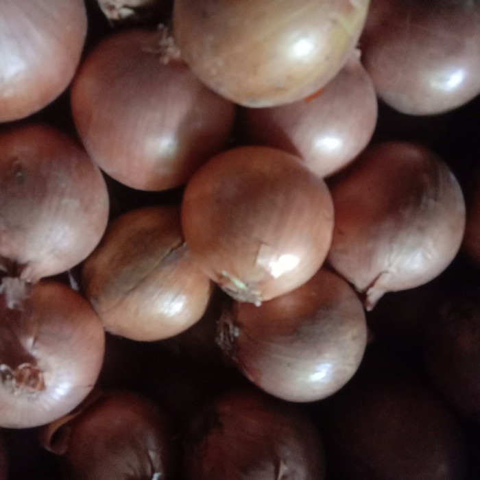 

BARANG TERLARIS bawang Bombay 5 kg ukuran 60-85