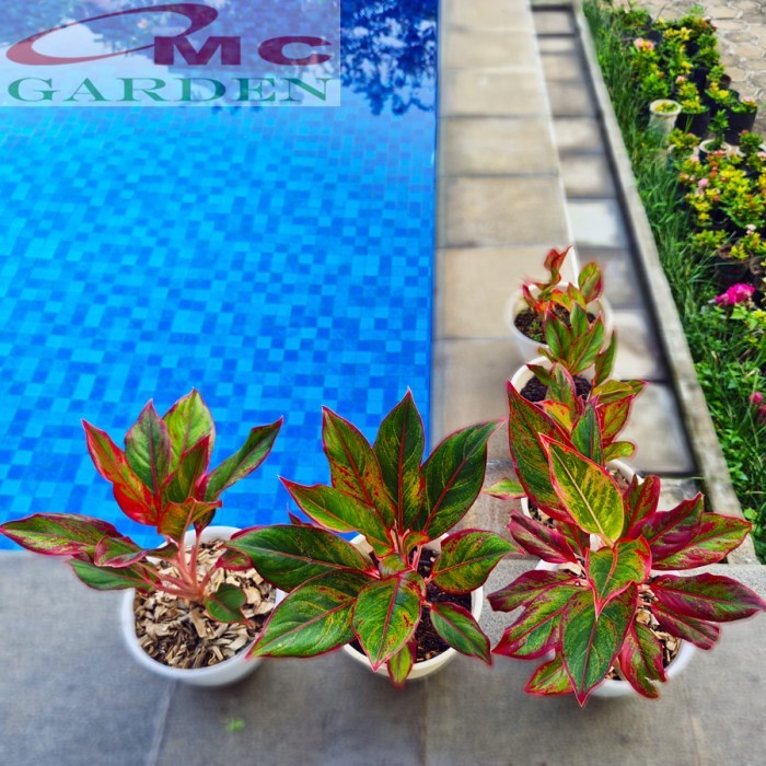 Aglonema Red Lipstick Lipstik Merah Siam Aurora Sri Rejeki 1520 Kode 057