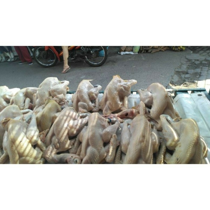 

(TopSeller) AYAM KAMPUNG MEDIUM 725-800 gr