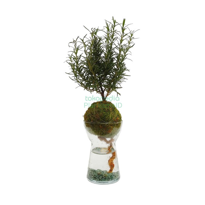 DISKON SUPER SIP'N'DIP - ROSEMARY HERB PLANTS PACKING AMAN