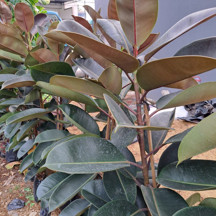 TERBARU TANAMAN RUBBER PLANT/ KARET KEBO COD