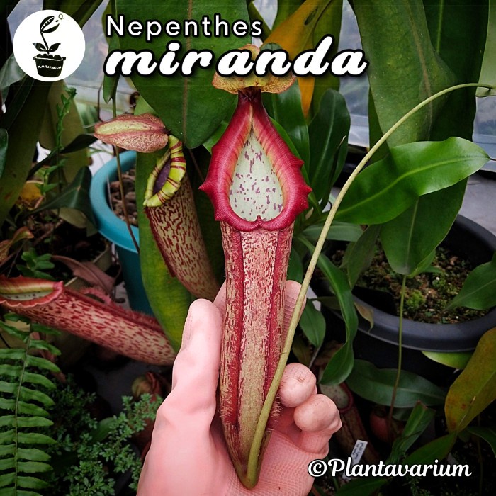 DISKON SUPER TANAMAN KARNIVORA KANTONG SEMAR NEPENTHES MIRANDA PACKING AMAN
