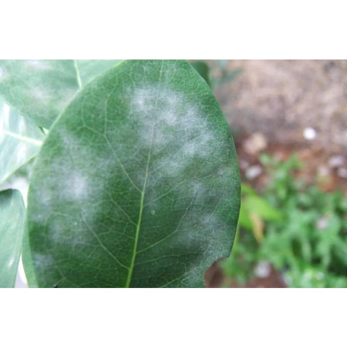 Fungisida+ZPT Nativo 50 gr