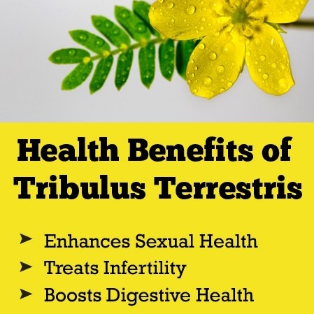

BEST !! TRIBULUS TERRESTRIS FRUIT TEA : TEH TRIBULUS TERRESTRIS ISI 30 TEA BAG