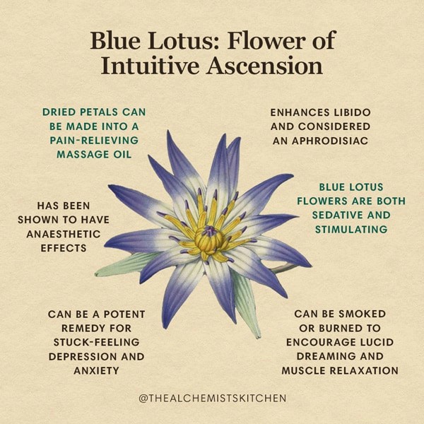 

BEST !! Blue Lotus Flower Tea / Teh bunga teratai biru Mesir (10 Gram)
