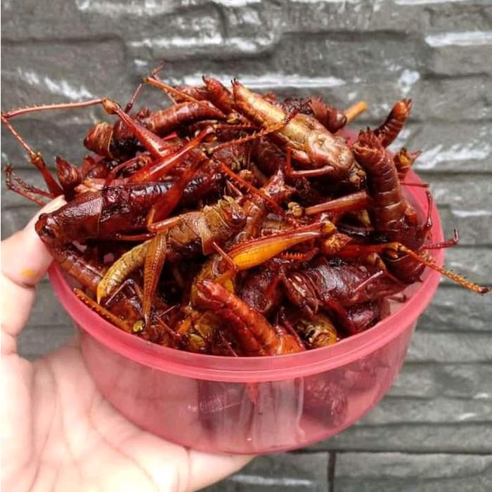 

BEST SELLER WALANG GORENG BESAR 165GRAM