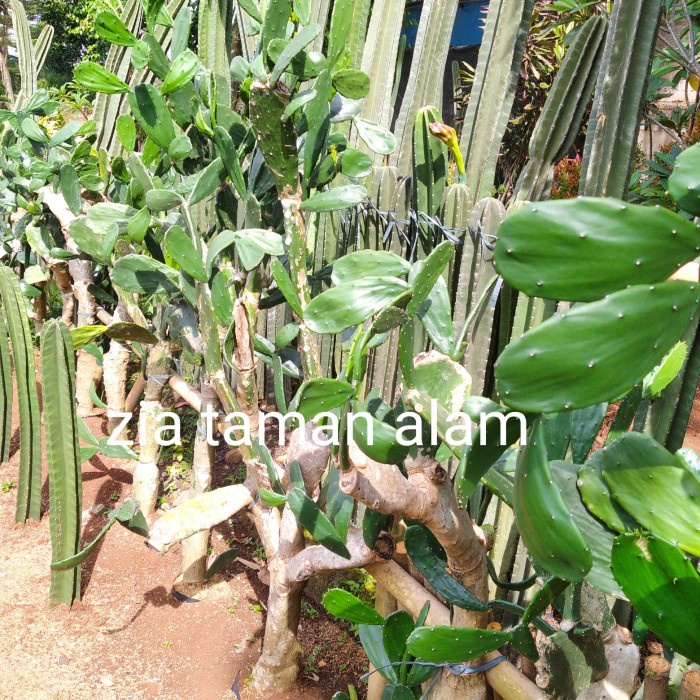 Pohon Kaktus Centong Tinggi 1,5Meter
