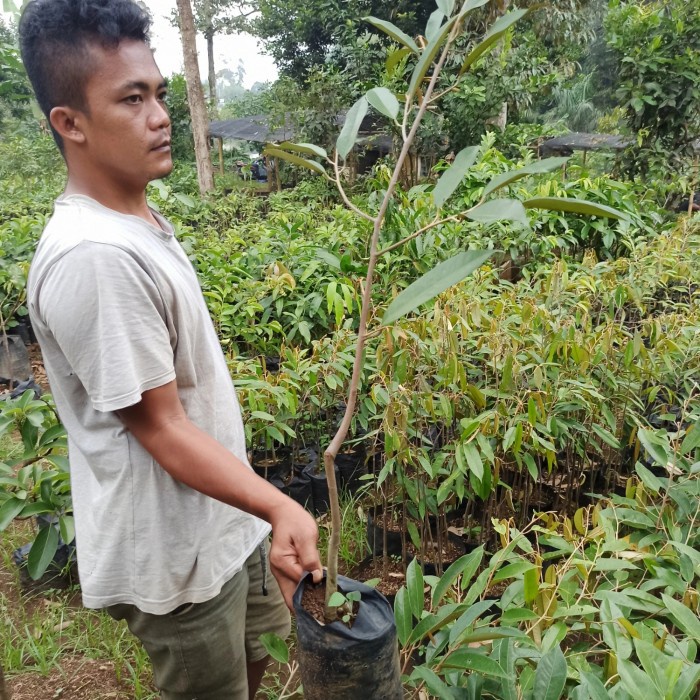 Terlaris- Durian Musang King Bibit 1 Meter