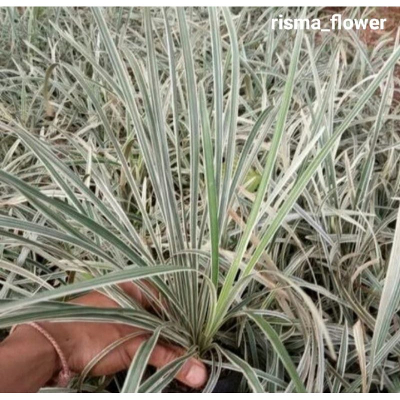 

FRESH pohon hias Alang Alang putih/tanaman hias