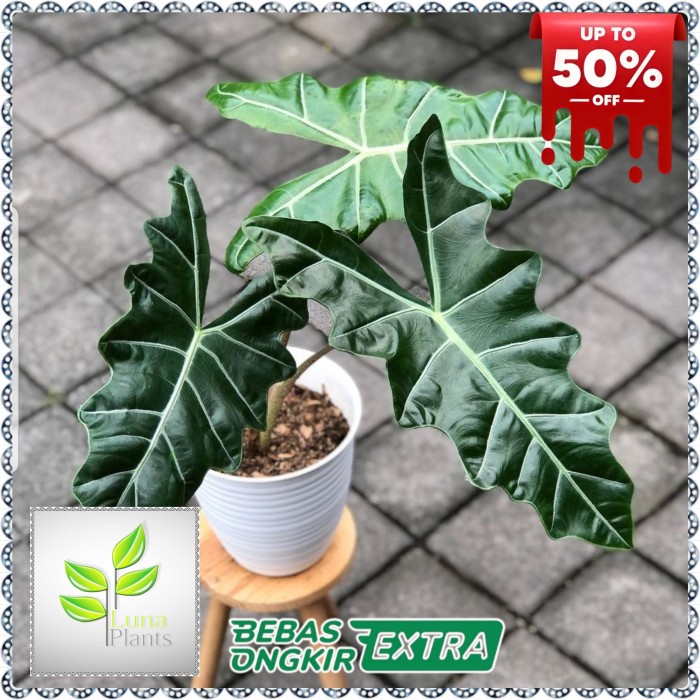 Fresh Flower Alocasia Sanderiana - Tanaman Hisa Alocasia Sanderiana