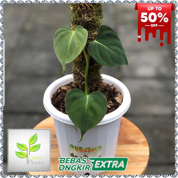 Fresh Flower Philodendron Lupinum - Tanaman Hias Philodendron Lupinum