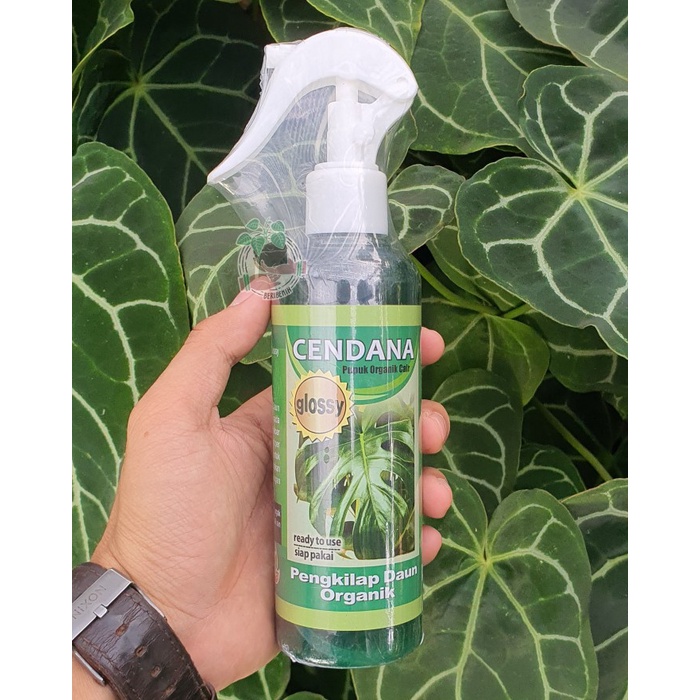 Fresh Flower Pengkilap Daun Organik Cendana Glossy Untuk Tanaman Hias Bunga Daun