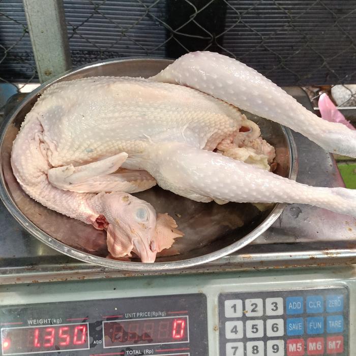 

Ayam Kampung Jumbo