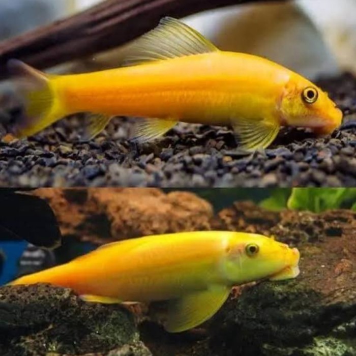 (Expert) ikan cae algae eater, chinese algae eater pembersih lumut Aquascape