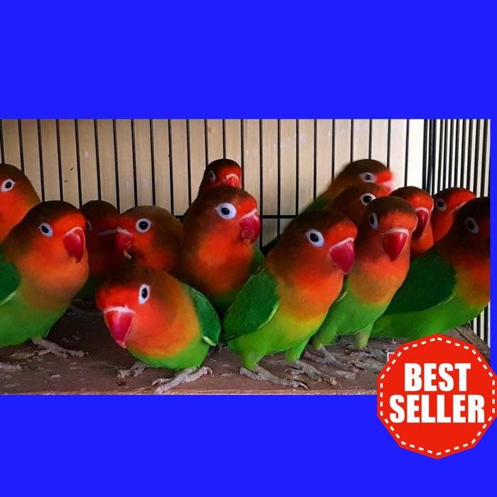 Burung Love Bird Lovebird Josan Promo Murah