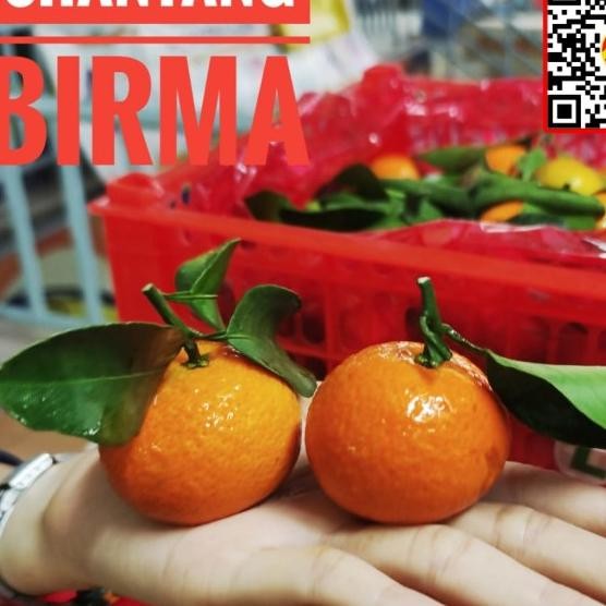 

BisaInstan- buah jeruk kecil Santang birma shantang murah manis segar imlek