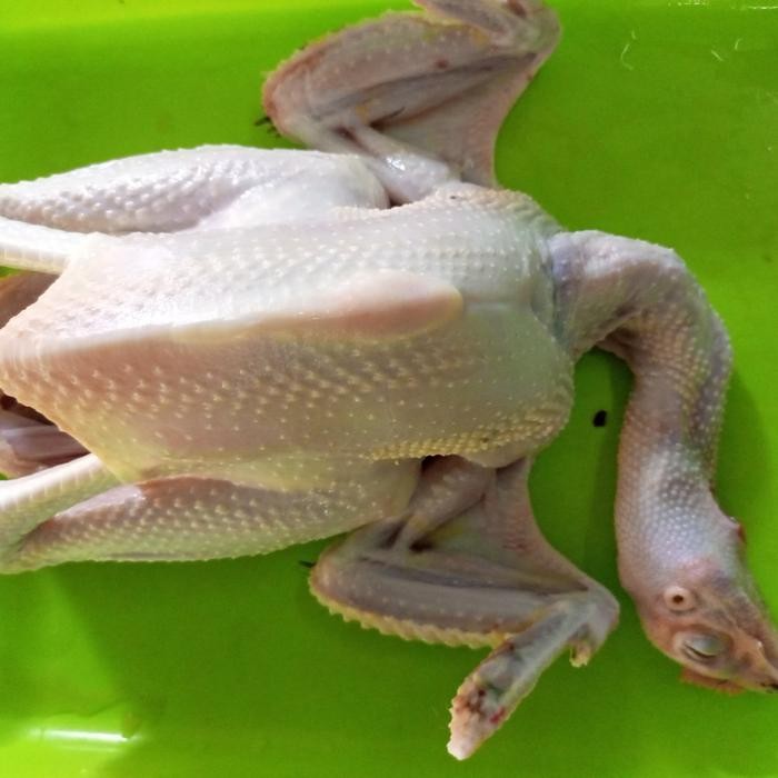 

Kirim,HariYgSama- ayam pejantan 1-1.1 hidup+ ati ampela