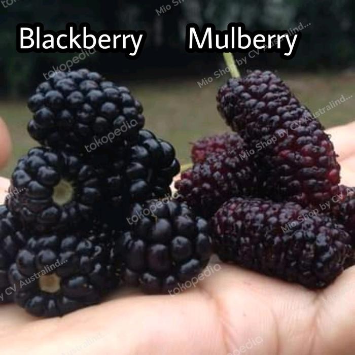 

BisaInstan- Frozen Blackberry/Blackberries 500 Gr