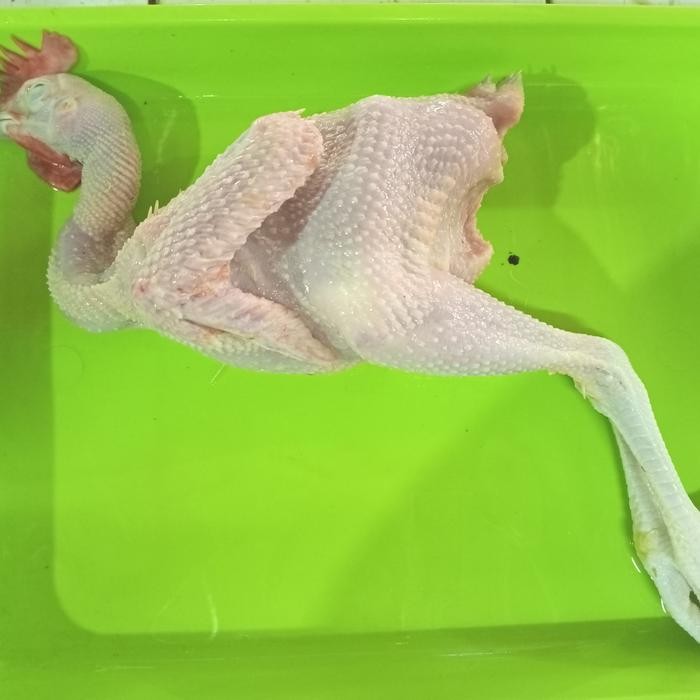 

Kirim,HariYgSama- ayam pejantan 1.2 kg( hidup)