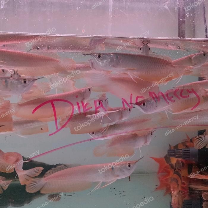 Ikan Arwana Silver Red Brazil