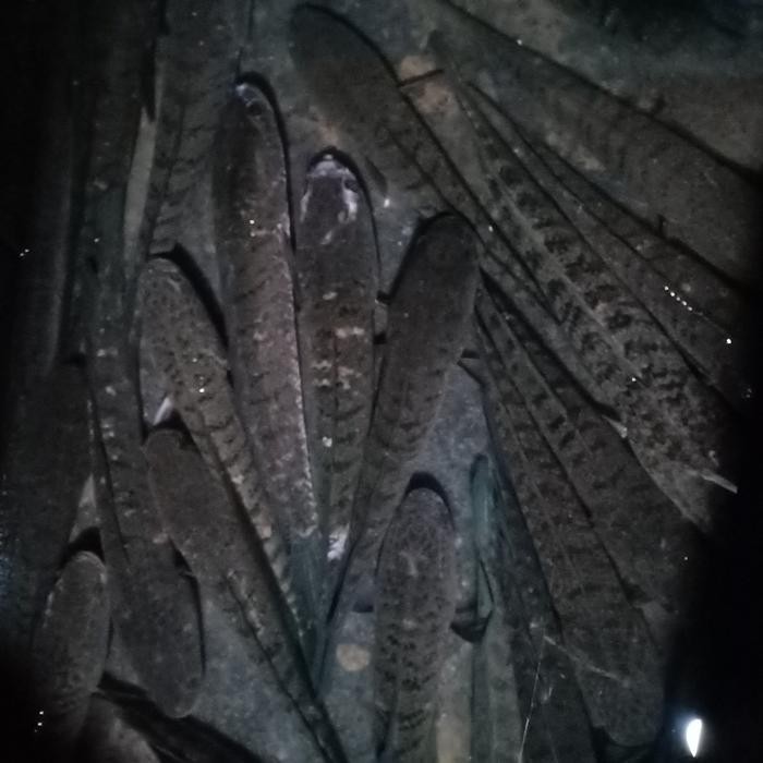 Ikan Gabus Hidup Ukuran Besar