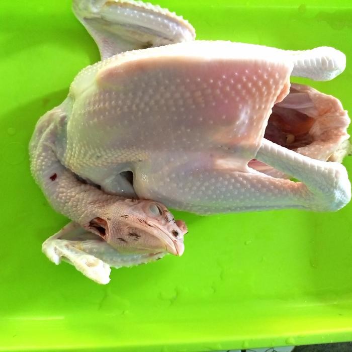 

Ayam Kampung Segar Besar