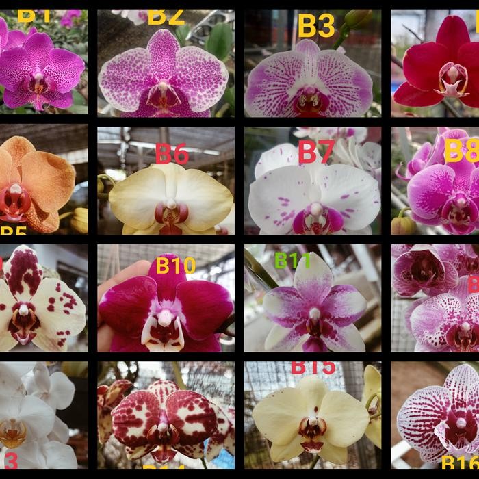 JooNE- Remaja Anggrek Bulan Phalaenopsis Hybrid Warna Koleksi Bibit Bunga