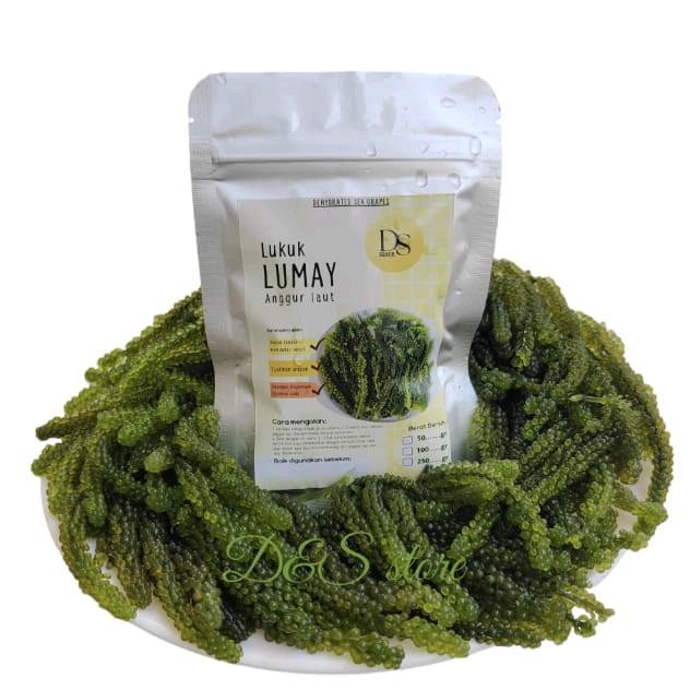 

Dehydrated Seagrapes Seaweed Anggur Laut Dehydrated Green Caviar Latoh Umibudo Lumay Food Nori