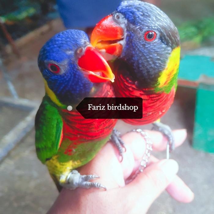 NURI PELANGI SEPASANG JINAK RANTAIAN terbaru