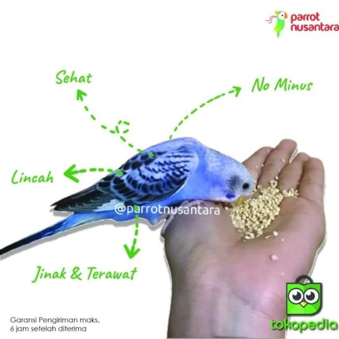 burung parrot parkit jinak skill ftm boomerang terbaru