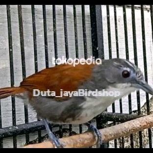 burung sniper masteran terbaru