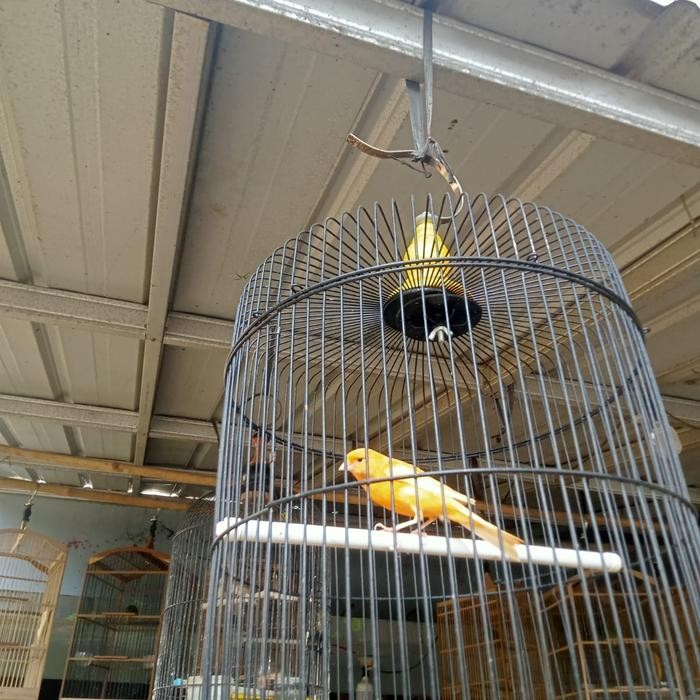 Kenari loper gacoran rna merlok terbaru