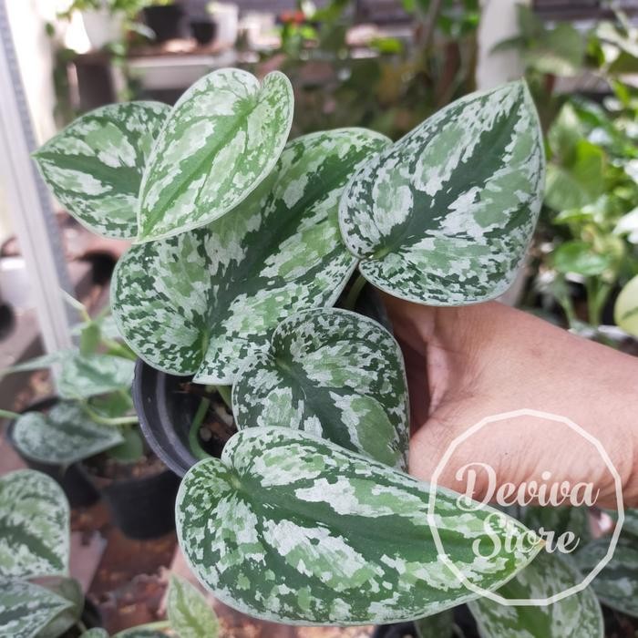 Thinkerbelllll Tanaman Hias Scindapsus Tricolor / Scindapsus 3 Warna