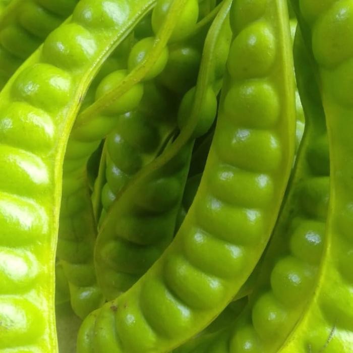 

PETE/PETAI PADI PENDEK PER 1 PAPAN LONJOR TUA SUPER *