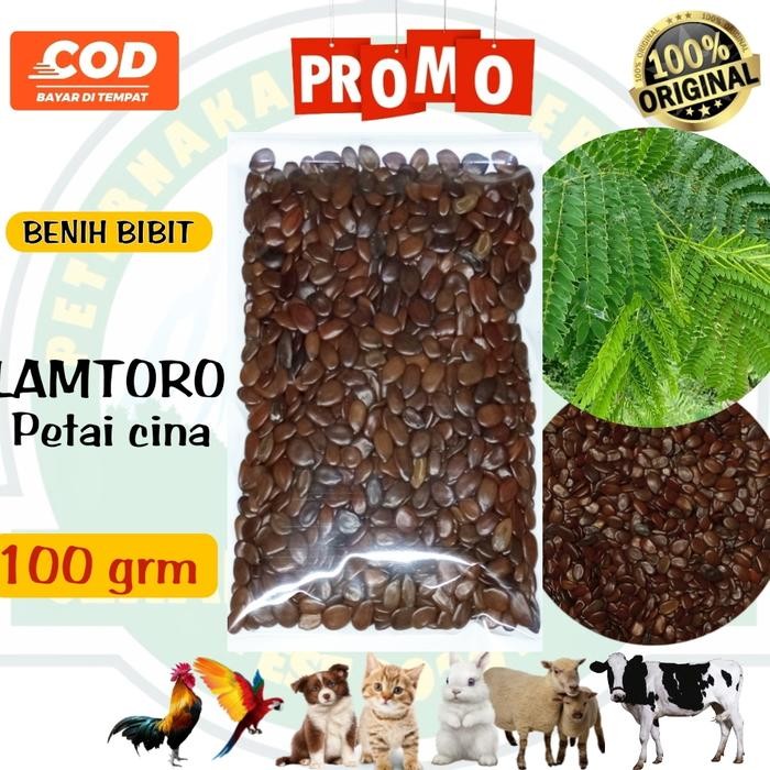 

Benih lamtoro bibit lamtoro atau petai cina 100 grm pakan ternak *