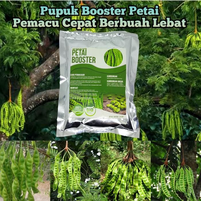 

Pupuk Organik Booster Petai Pemicu Cepat Beuah Lebat dan Besar *