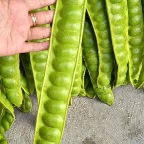 

Pete Buah Petai Buah Pete Super Buah Petai Per Papan *